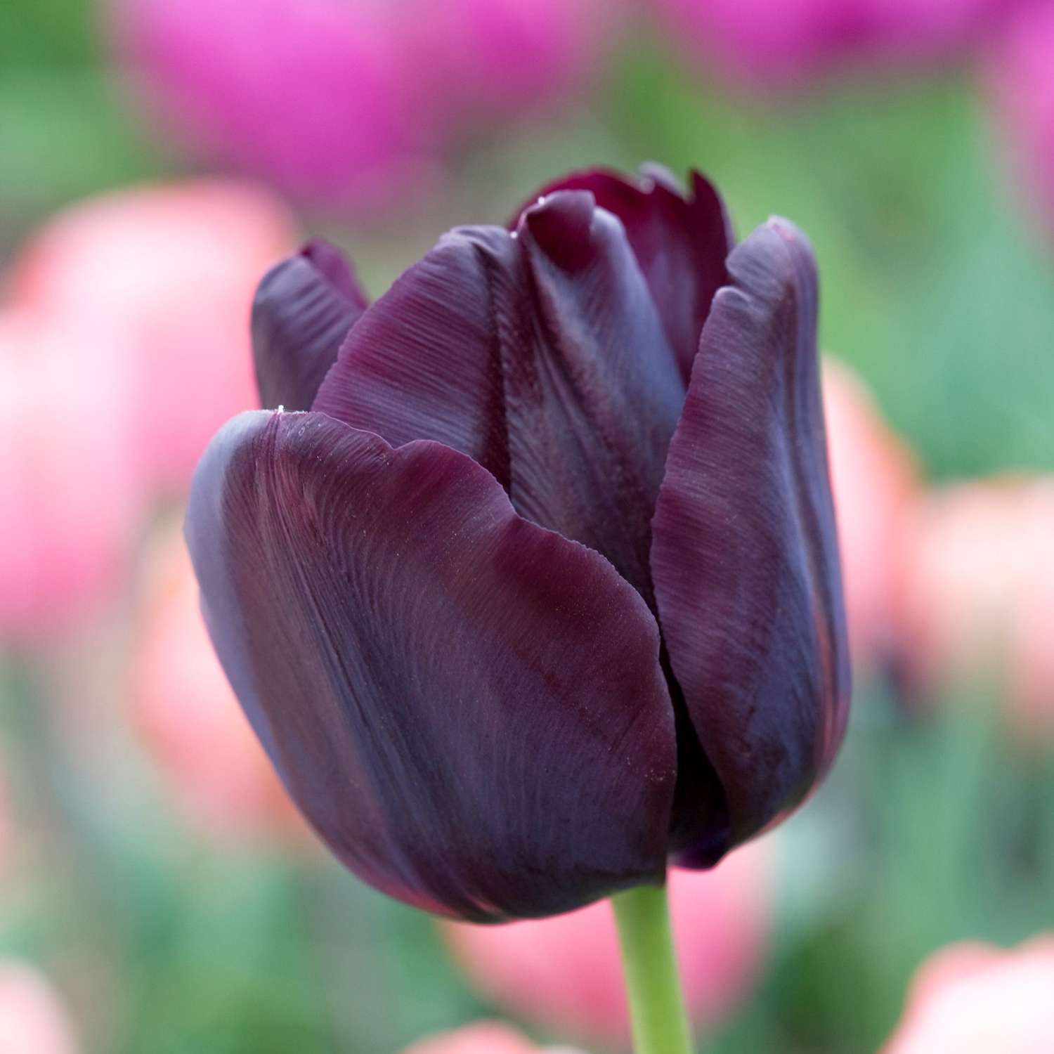 Tulppaani 'Paul Scherer'